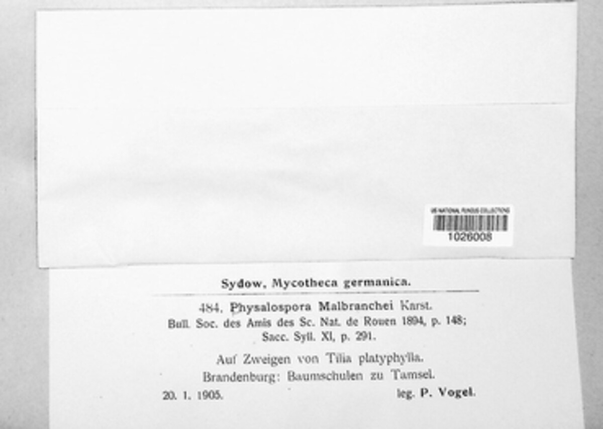 Batschiella malbranchei image
